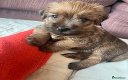 Norfolk Terrier dogs for sale: Norfolk Terrier Puppies  - Image 1
