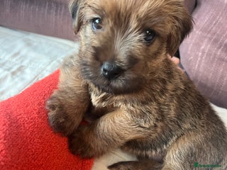 Norfolk Terrier dogs - Advert 12