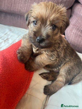 Norfolk Terrier dogs - Advert 1