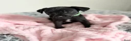 Patterdale Terrier dogs for sale: Patterdale puppies  - Advert 10