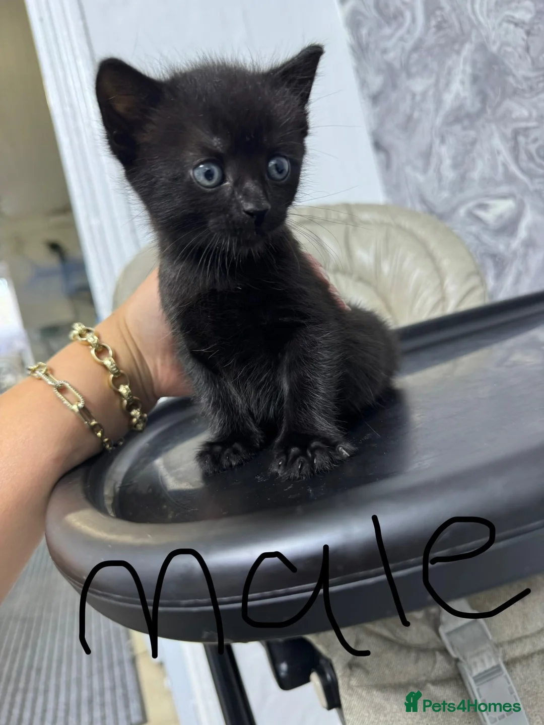 Mixed Breed cats for sale: domestic short hair kittens in Derby - Advert 2