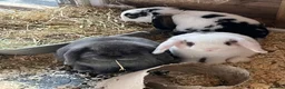 Mini Lop rabbits for sale: Mini lop bucks  ready to go now  - Advert 3
