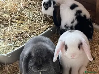 Mini Lop rabbits Mini lops ready to go now - Advert 2