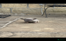 French Bulldog dogs for sale: miniature French bulldog carrying fluffy isabella - Image 13