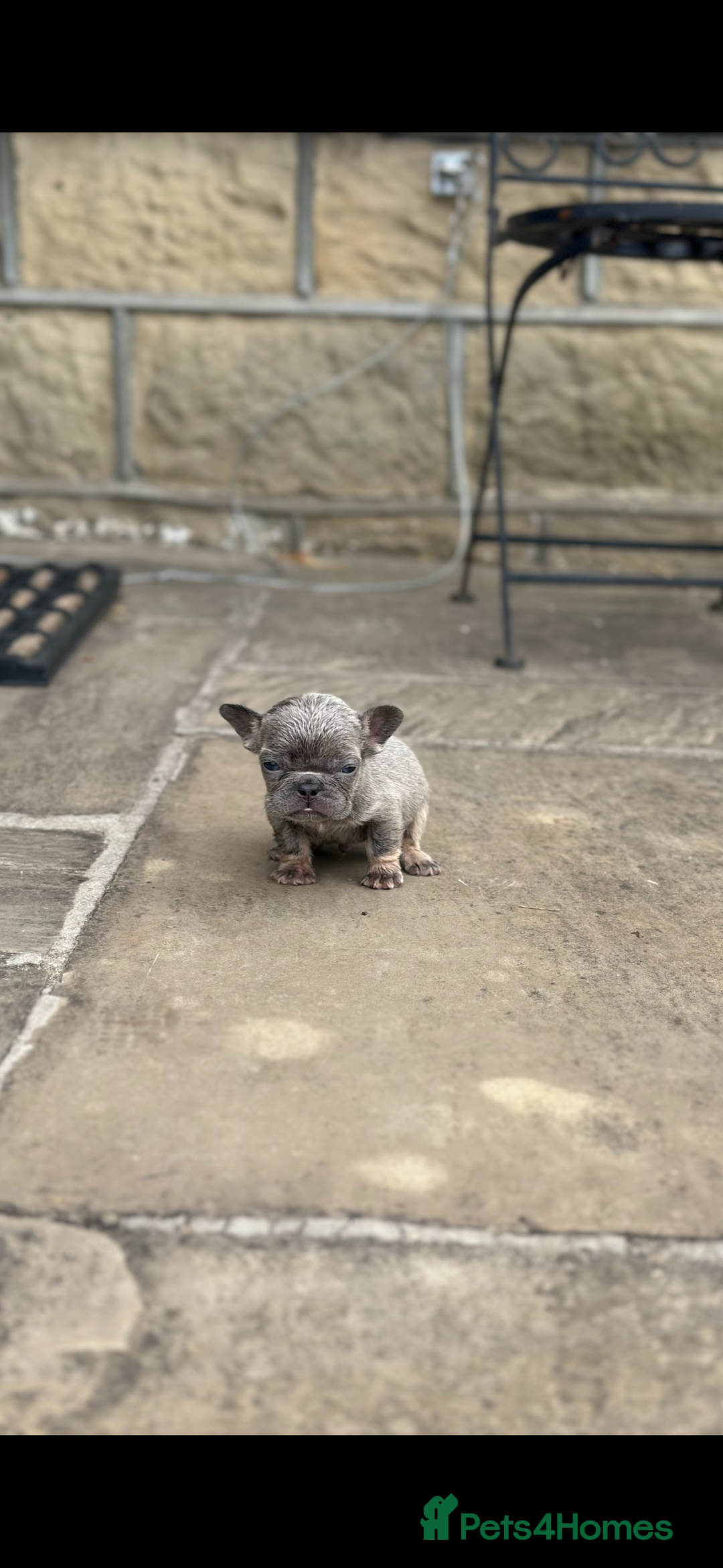 French Bulldog dogs for sale: miniature French bulldog carrying fluffy isabella - Image 13