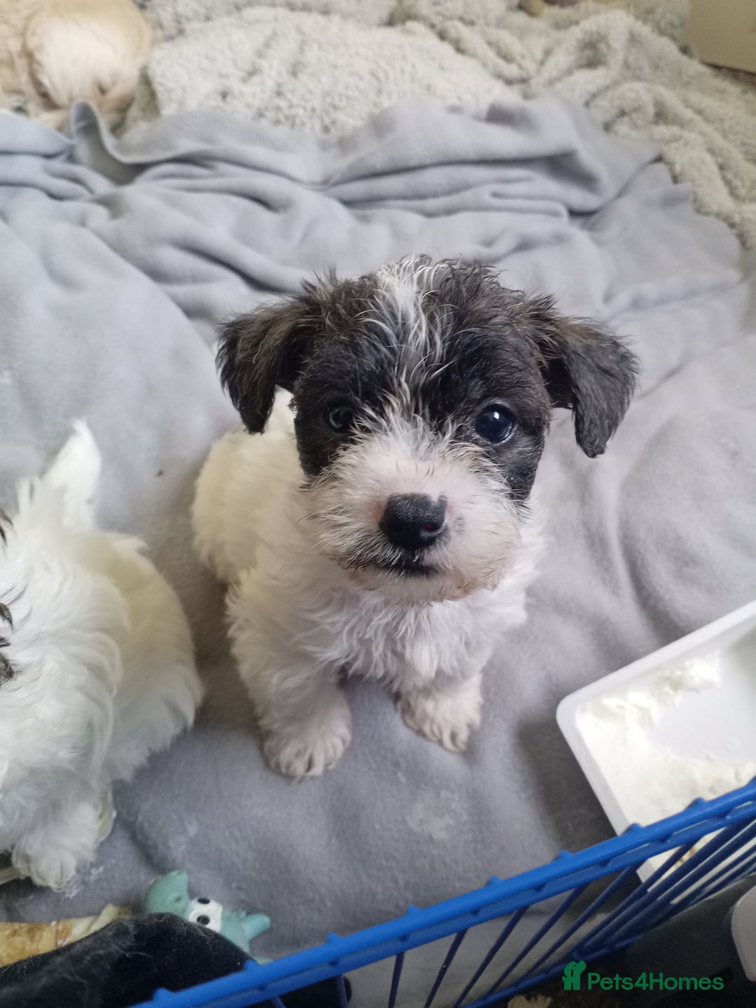 Mixed Breed dogs for sale: 2nd generation Yorkichons - Image 15