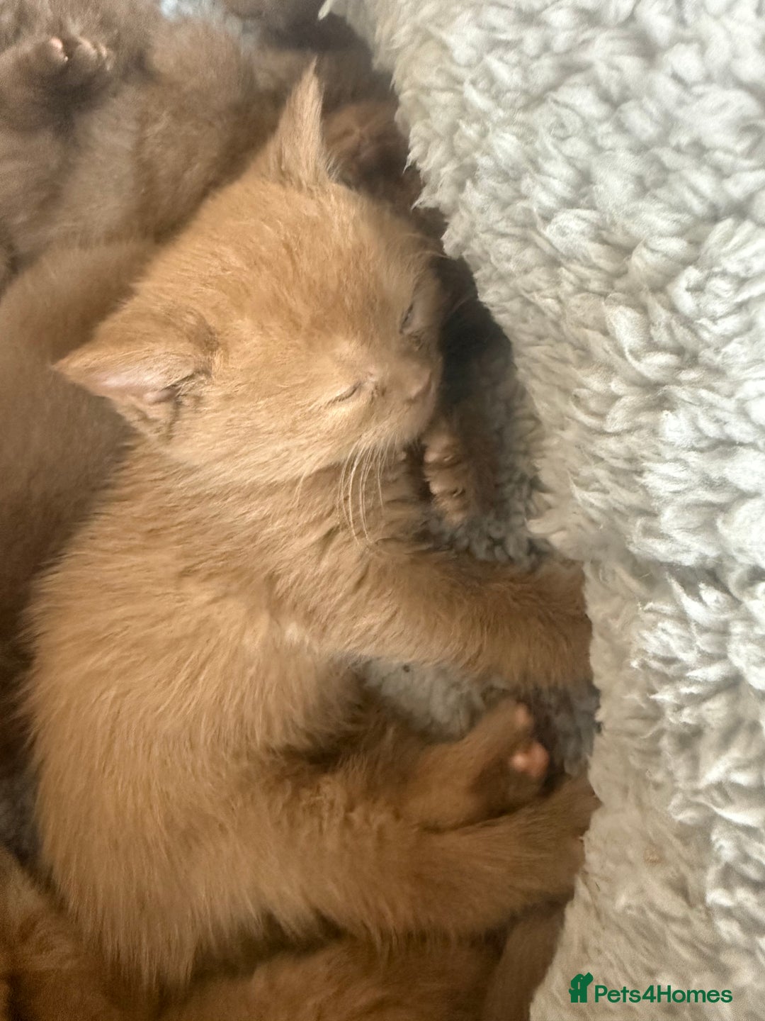 British Shorthair cats for sale: British shorthair kittens  - Image 28