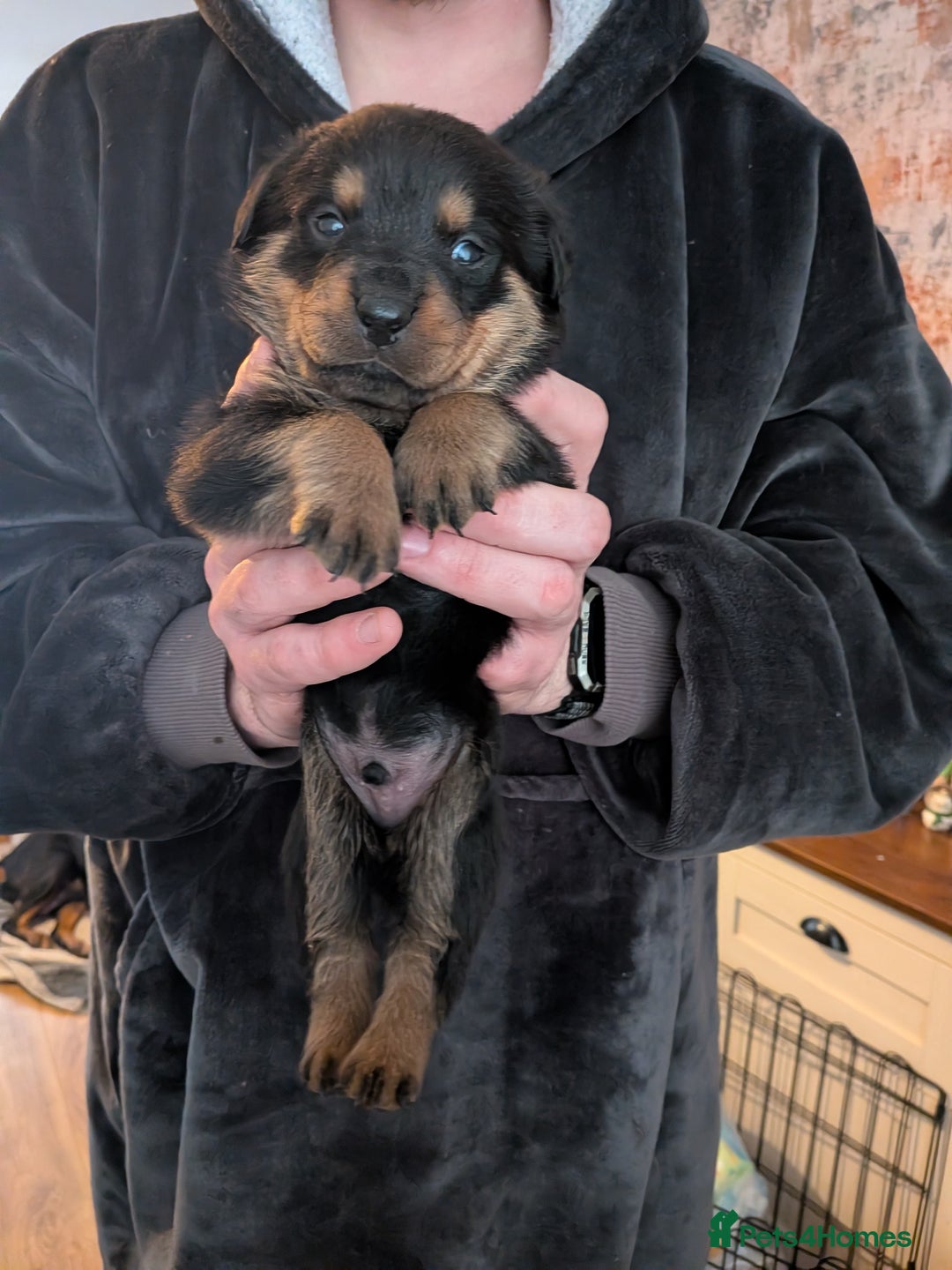 Rottweiler dogs for sale: ⭐ Rottweiler ⭐ - Advert 19