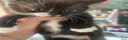 Mixed Breed cats for sale: Two female kittens  - Advert 3