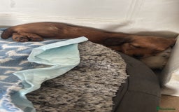Dachshund dogs for sale: 2 American Red Long Haired Dachshund Puppies - Image 9
