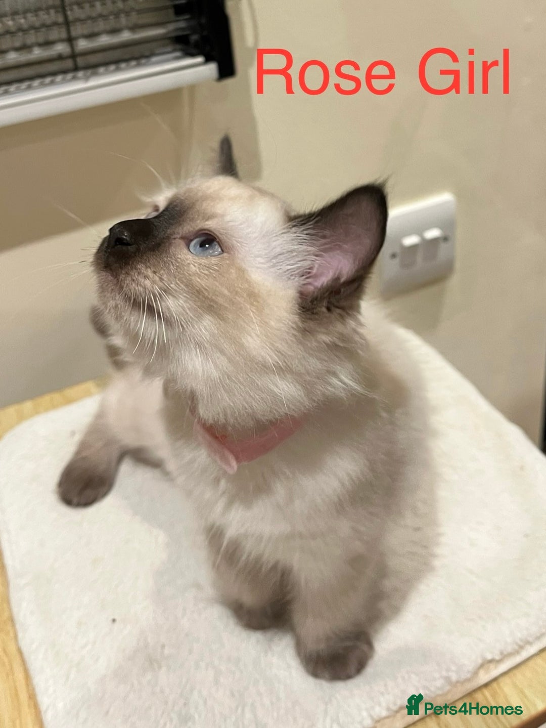 Ragdoll cats for sale: ❤️5 Beautiful Pure Ragdoll Kittens❗️❤️🐈 - Advert 33