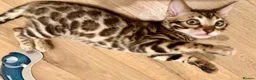 Bengal cats for sale: Pure bengal female kitten needing new home ASAP - Advert 4