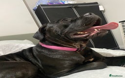 Cane Corso dogs for sale: Denver - Image 10