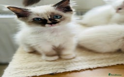 Ragdoll cats for sale: Gorgeous ragdoll kittens  - Image 4
