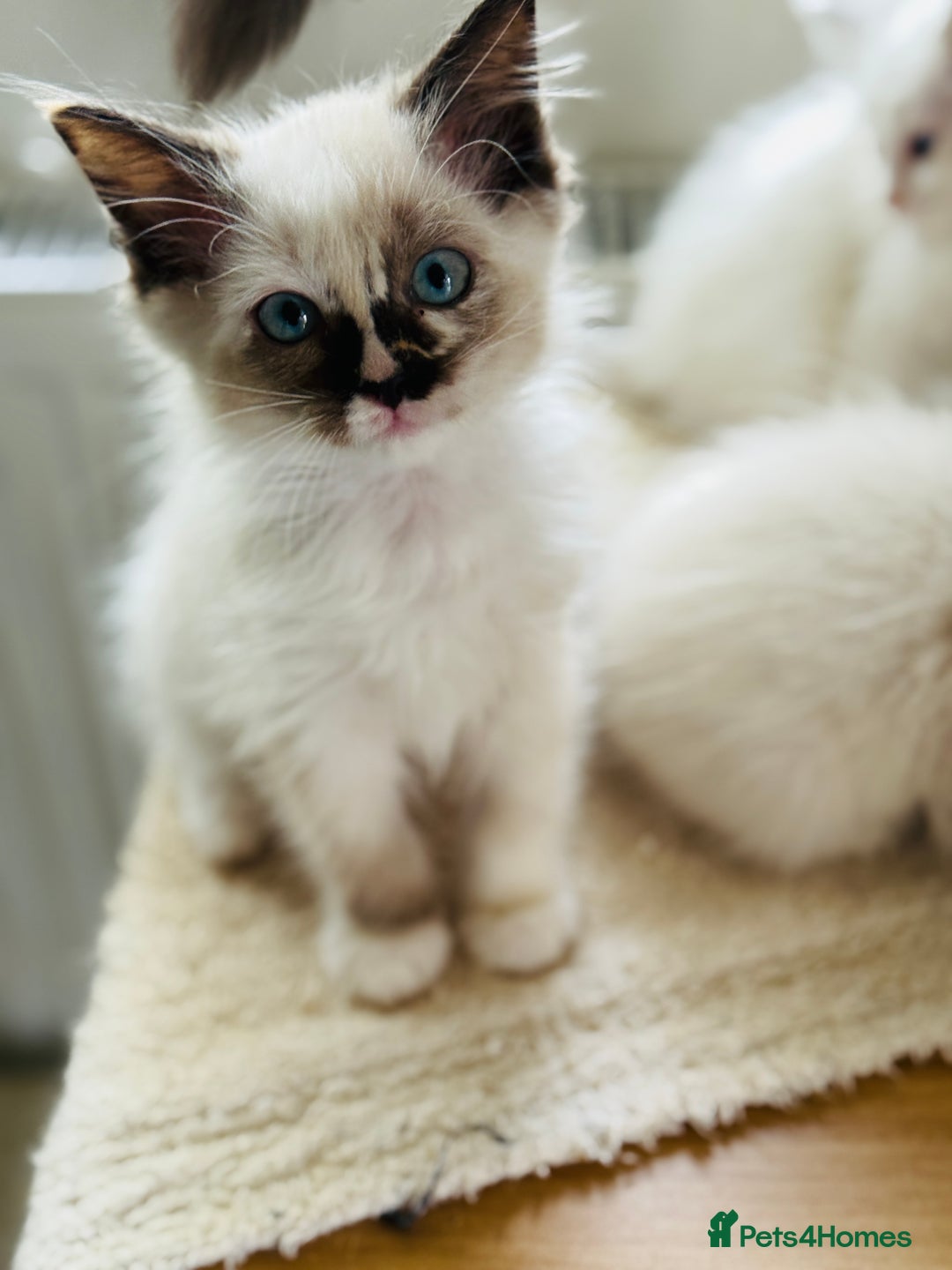 Ragdoll cats for sale: Gorgeous ragdoll kittens  - Image 4