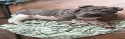 Shar Pei dogs for sale: Stunning rare Shar-Pei puppies  - Advert 20