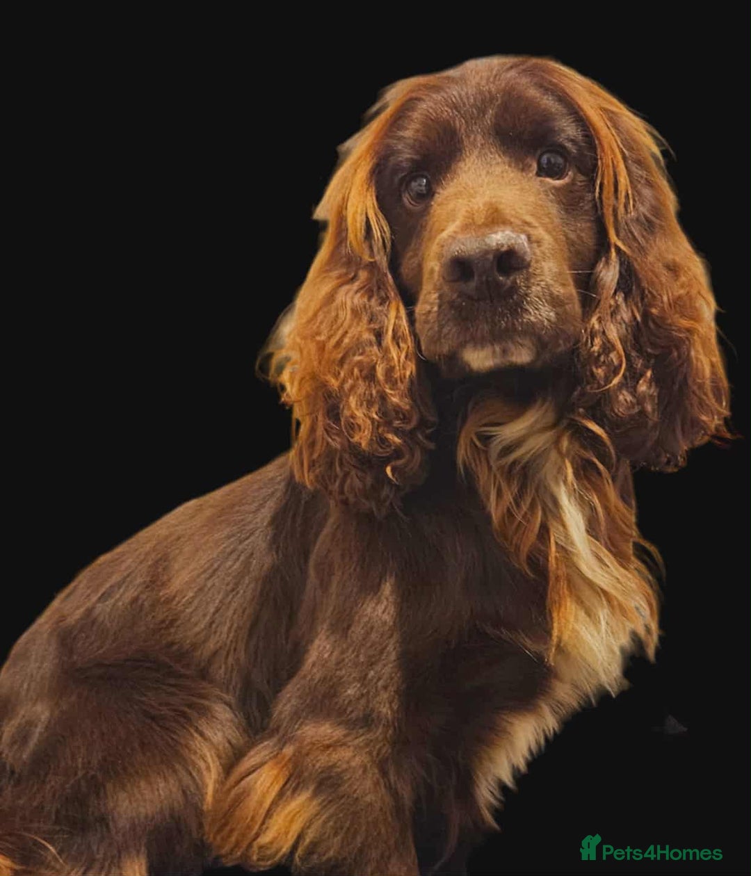 Cocker Spaniel dogs for sale: Working cocker spaniels - Advert 5