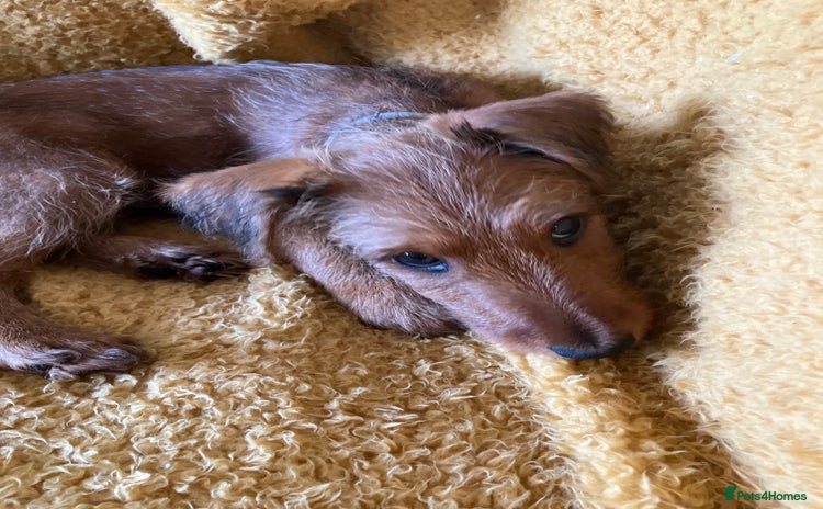 Irish Terrier dogs - Advert 1