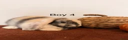 Mini Lop rabbits for sale: Mini Lop Boys, Ready To Go This Weekend - Advert 4