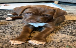 Mixed Breed dogs for sale: 9 week old puppy for sale  - Image 1