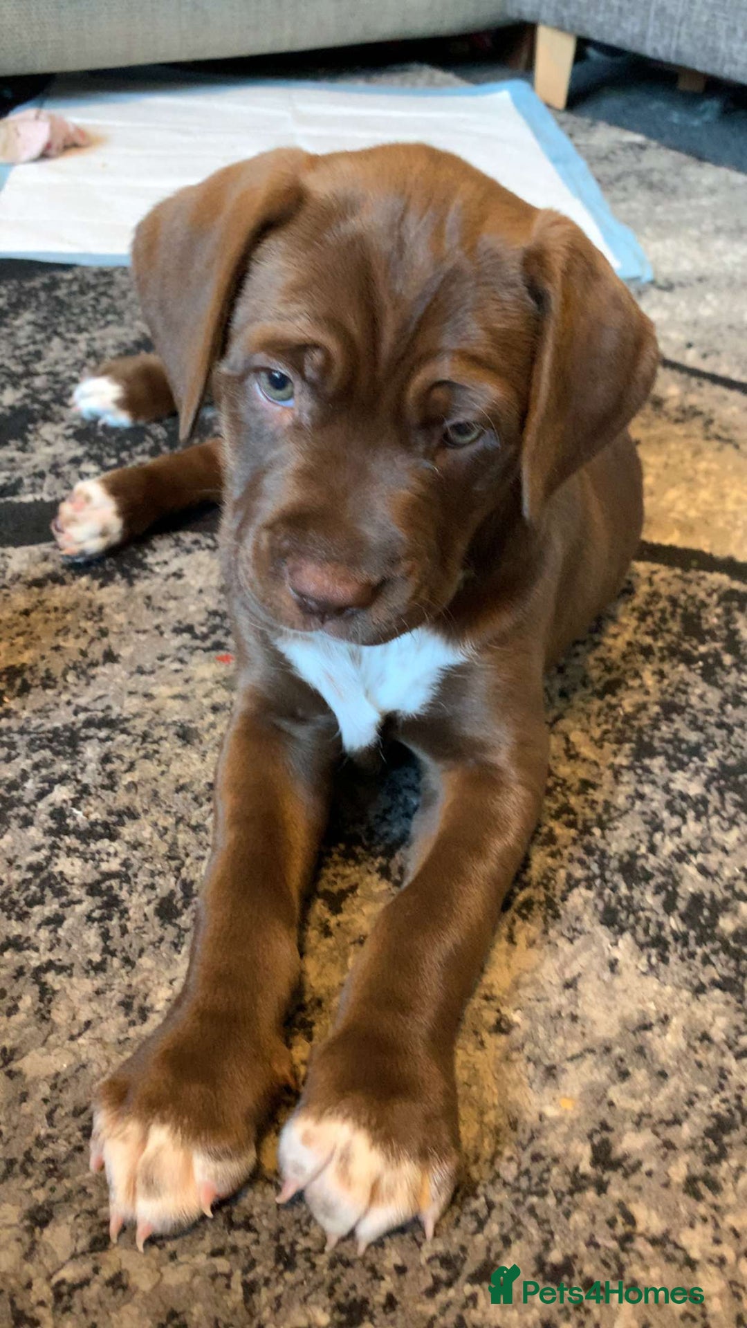 Mixed Breed dogs for sale: 9 week old puppy for sale  - Image 1