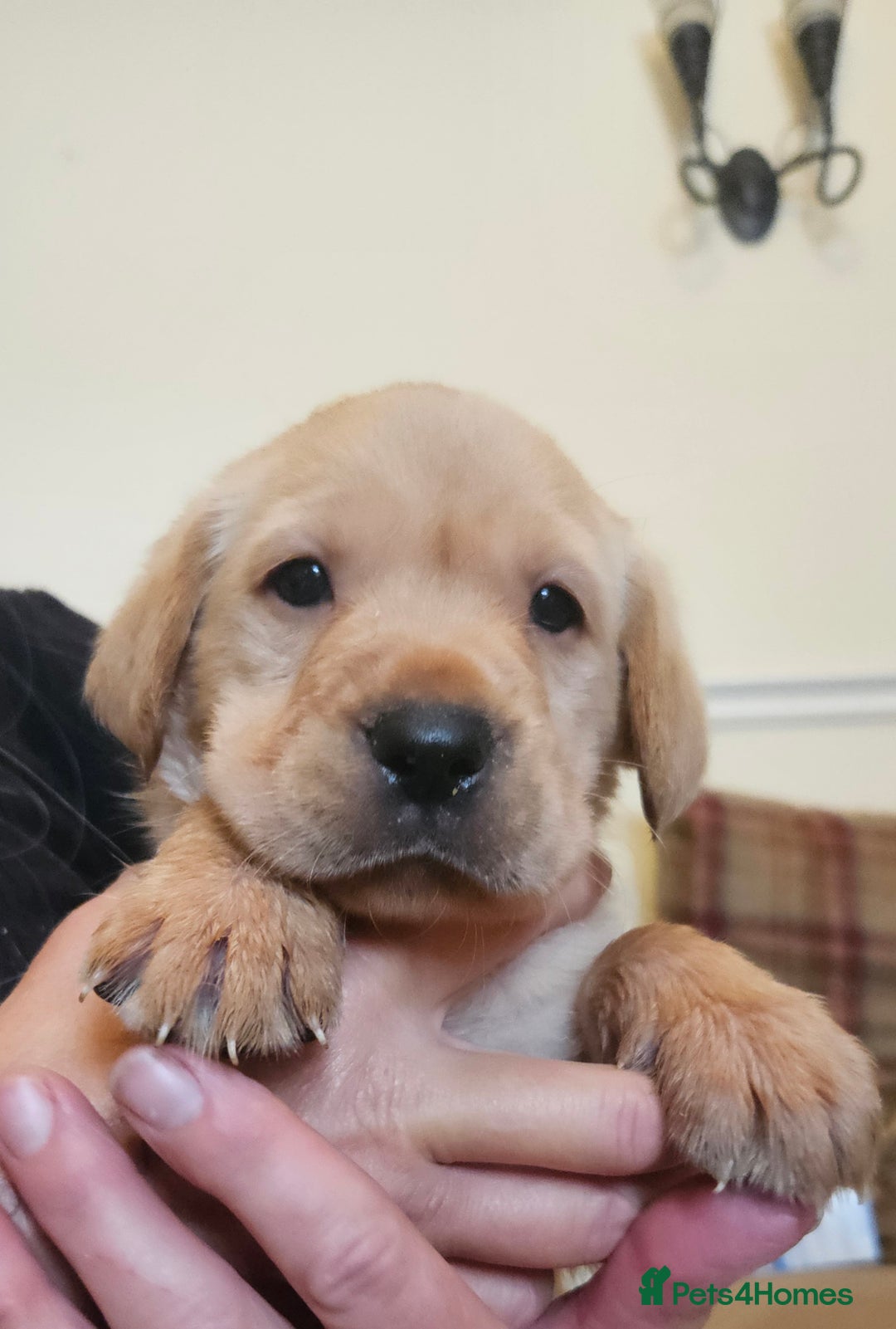 Labrador Retriever dogs for sale: Fantastic working bloodline kc labradors! - Image 12