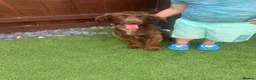 Cocker Spaniel dogs for sale: Show cocker spaniel  in Peterborough - Advert 12