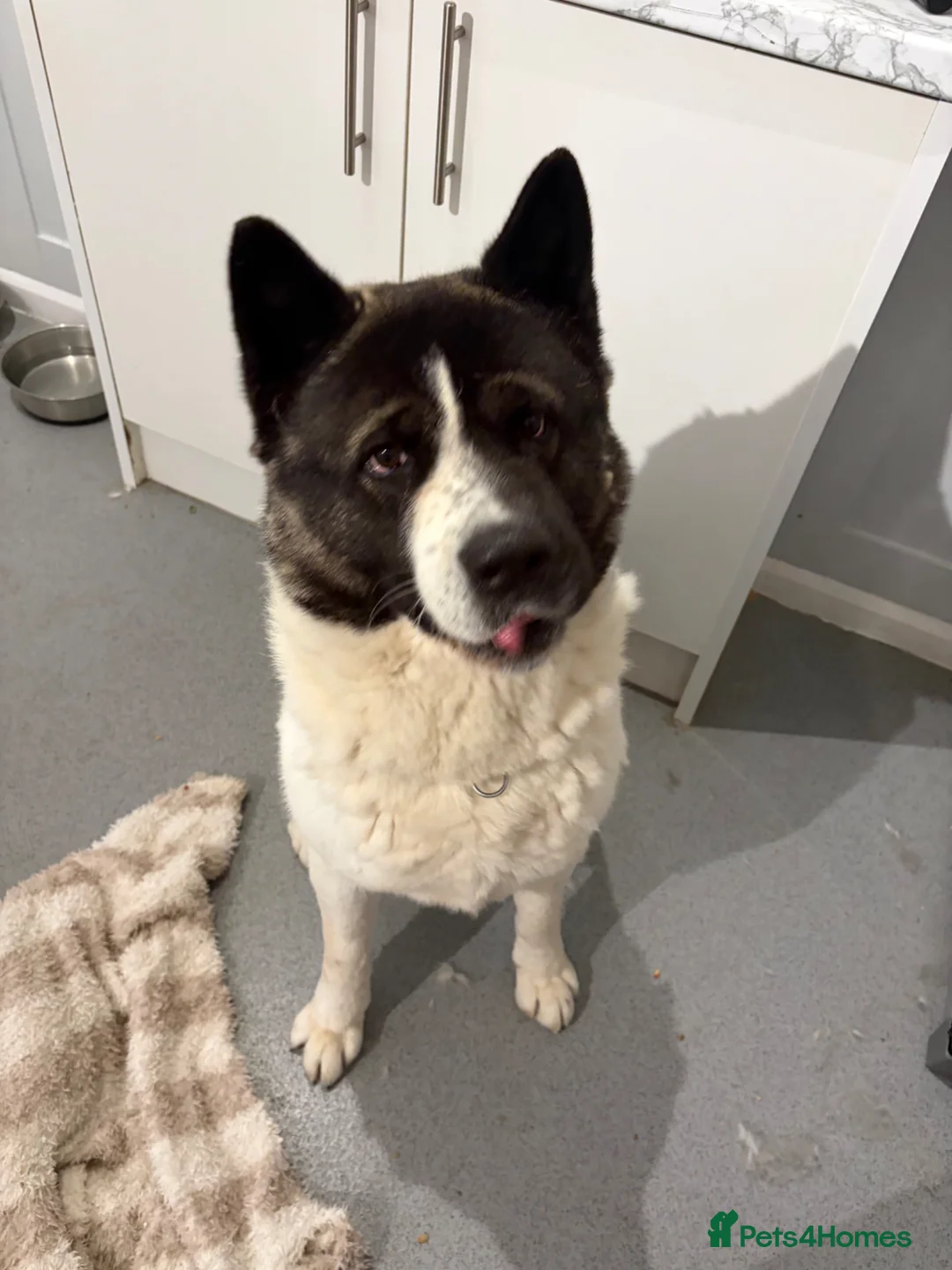 Akita dogs for sale: Male Akita  - Advert 1