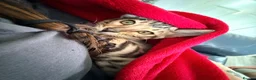 Bengal cats for sale: Stunning Bengal 3 Boys left - Advert 14