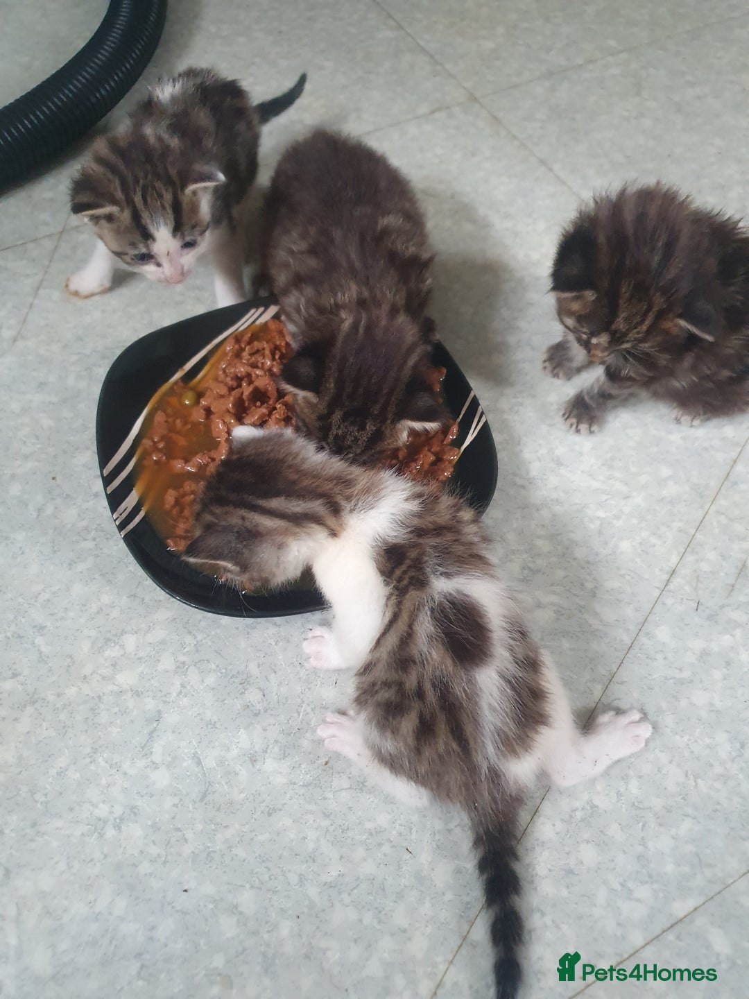 Mixed Breed cats for sale: 2 female bengal cross kittens  - Image 5