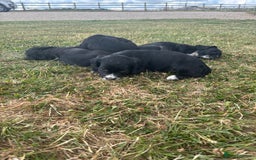 Cocker Spaniel dogs for sale: Cocker Spaniel male left KC Registered Docked  - Image 24