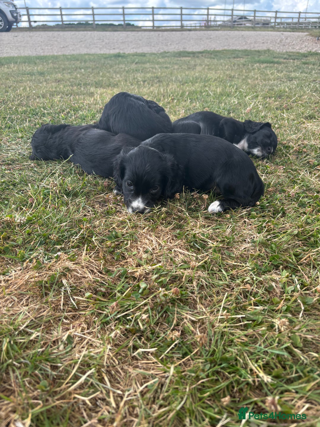 Cocker Spaniel dogs for sale: Cocker Spaniel male left KC Registered Docked  - Image 24