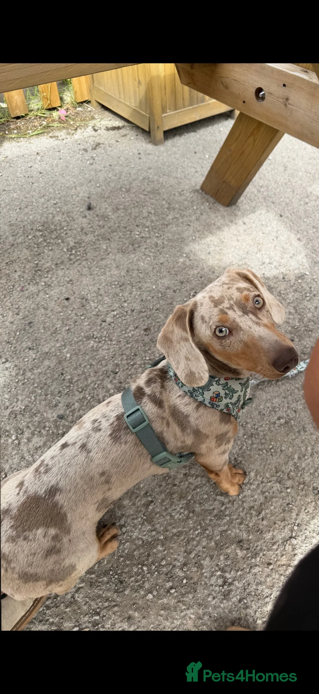Miniature Dachshund dogs for sale: Miniature dachshund  - Advert 2