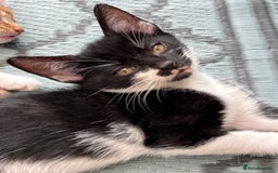 Domestic Shorthair cats for sale: Beautiful friendly Kittens  - Image 28