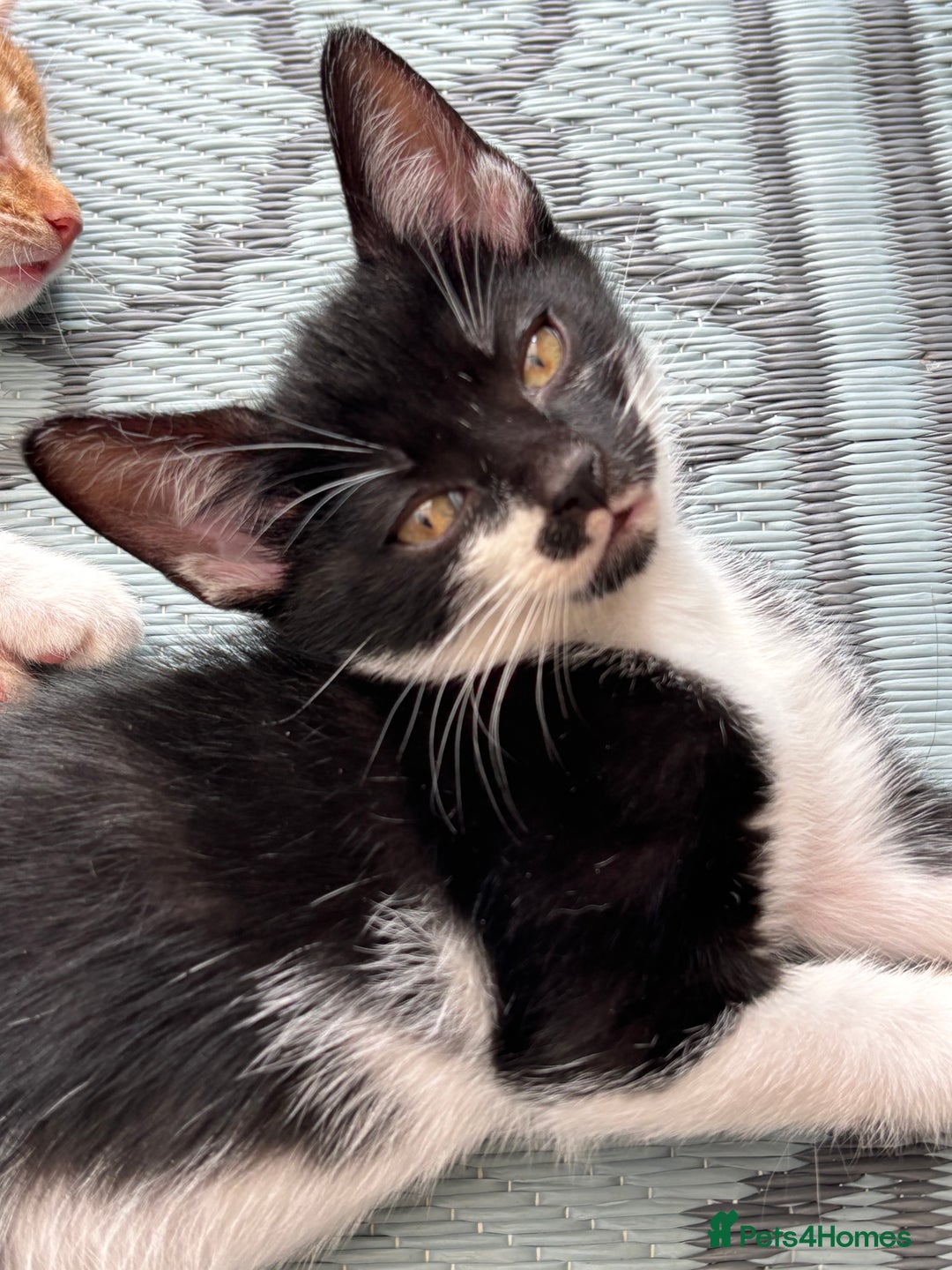 Domestic Shorthair cats for sale: Beautiful friendly Kittens  - Image 28