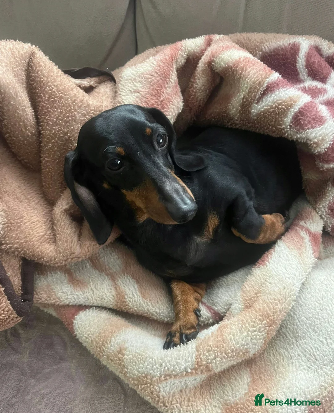 Dachshund dogs for adoption: 🐾 BONA – Female Dachshund 🐾 in West Malling - Advert 2