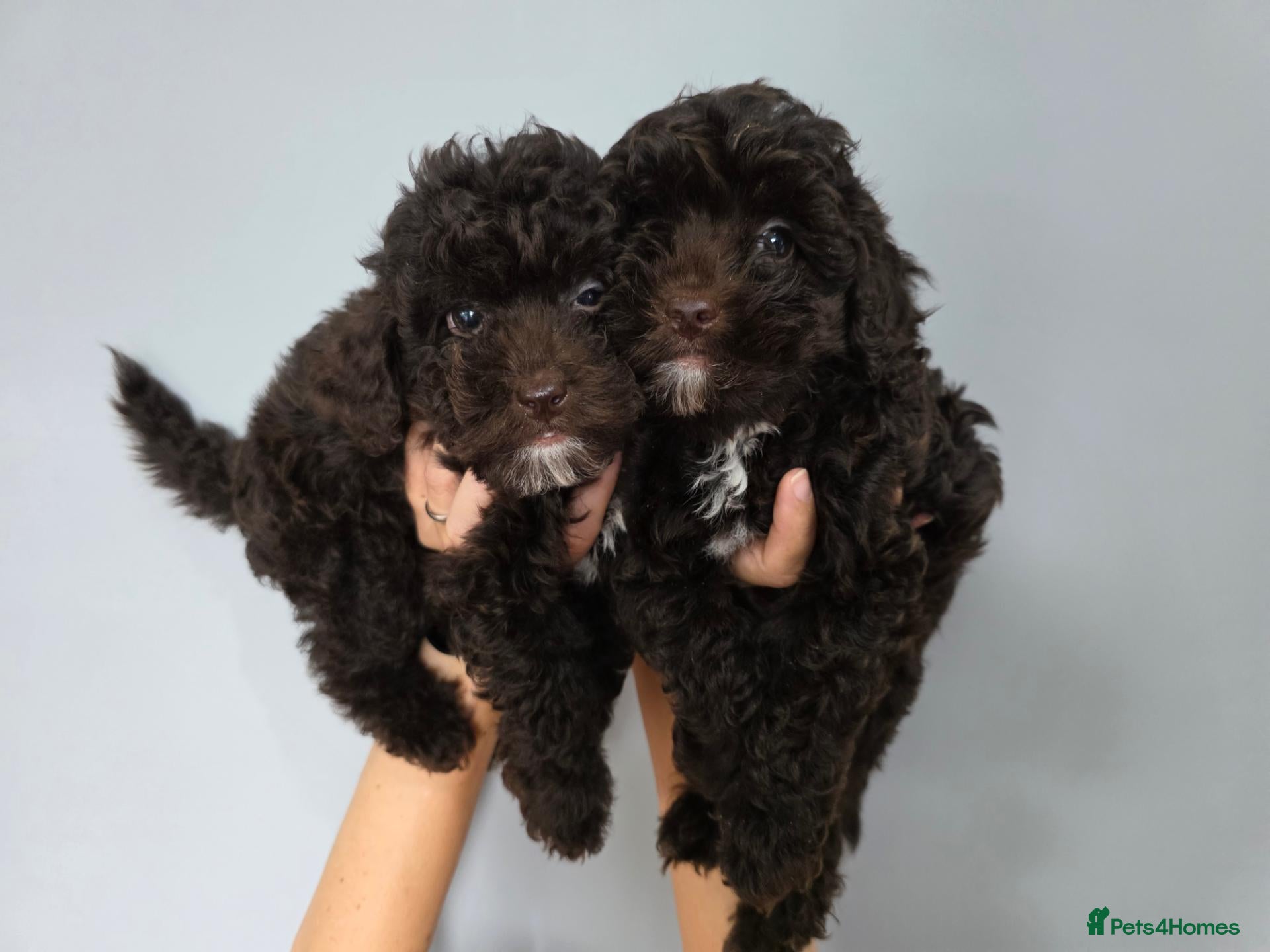 Cockapoo dogs 2 BOYS Chocolate Cockapoos. DNA HEALTH TESTED - Advert 1
