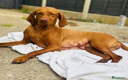 Hungarian Vizsla dogs for sale: Exceptional kc Hungarian viszla pups. Now ready  - Image 9