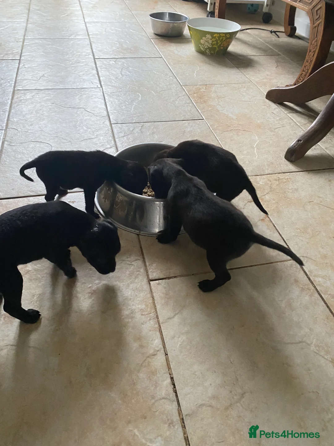 Patterdale Terrier dogs for sale: Quality Patterdales Puppies for sale - Advert 8