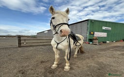 Irish Draught horses for sale: Gorgeous Grey Mare - Image 2