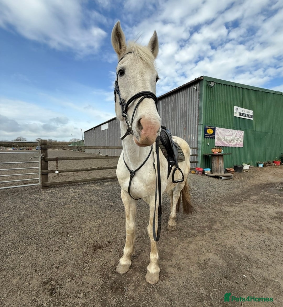 Irish Draught horses for sale: Gorgeous Grey Mare - Image 2