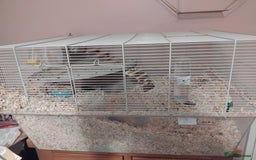 Gerbil rodents for sale: 3males gerbils and set up  - Advert 1