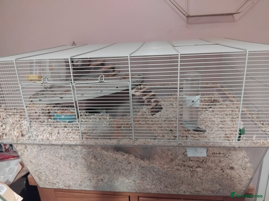 Gerbil rodents for sale: 3males gerbils and set up  - Advert 1