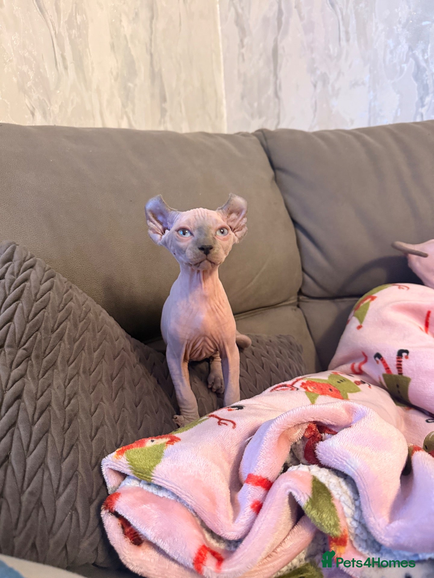 Sphynx cats 5 beautiful sphinxes looking for a loving home. - Advert 1