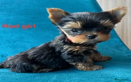 Yorkshire Terrier dogs for sale: Baby face mini pedigree YORKIE pups - Image 5