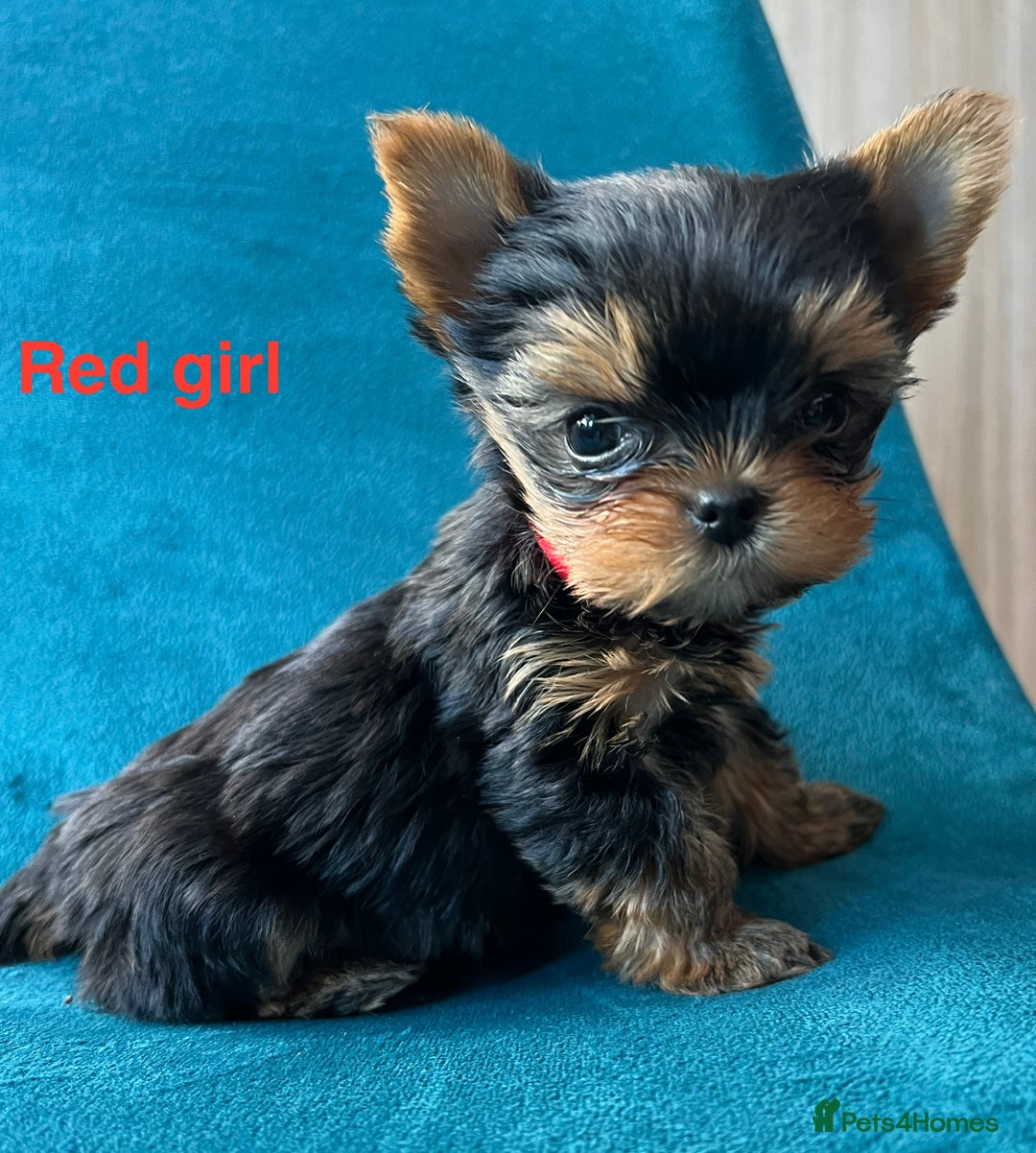Yorkshire Terrier dogs for sale: Baby face mini pedigree YORKIE pups - Image 5