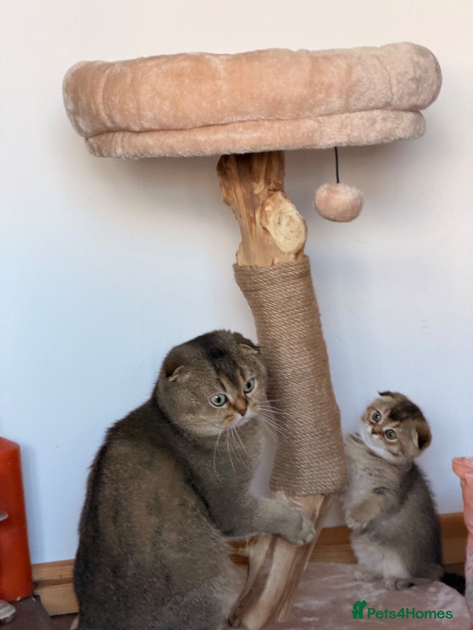 Scottish Fold cats Beautiful pedigree Scottish fold kittens - Advert 5