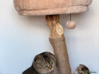 Scottish Fold cats Beautiful pedigree Scottish fold kittens - Advert 4