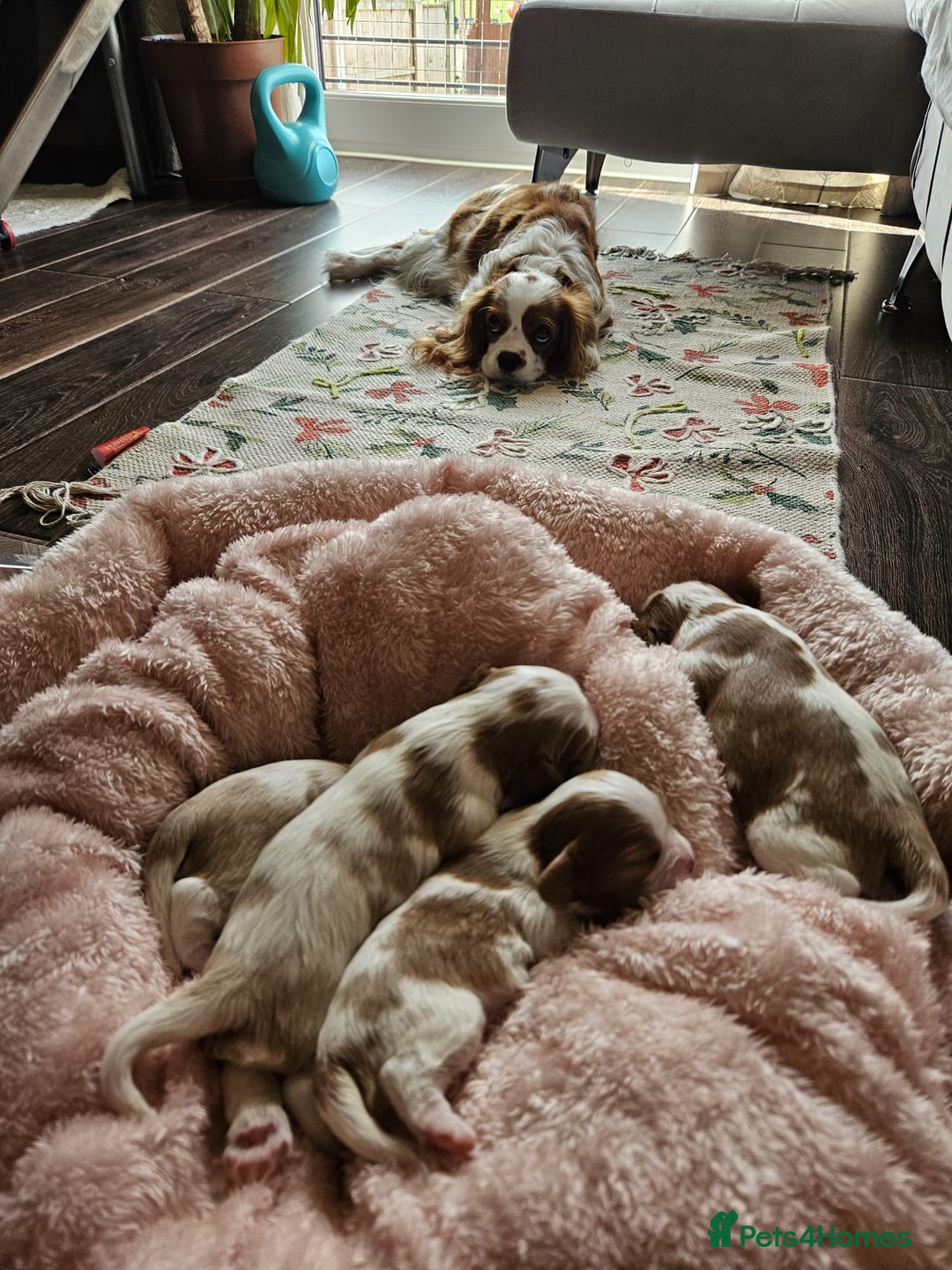 Cavalier King Charles Spaniel dogs for sale: Cavalier King Charles Spaniel 3 x puppies - Advert 22