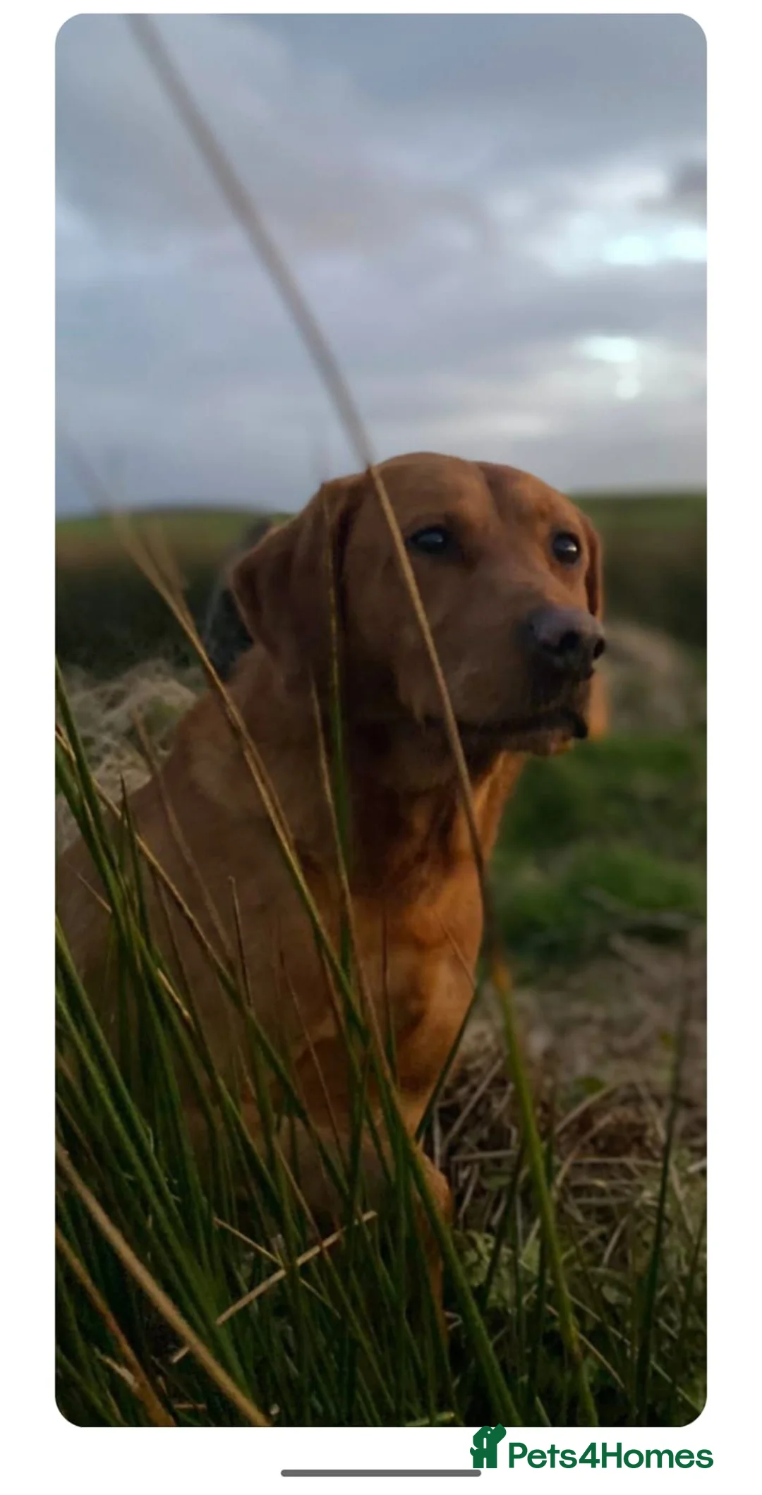 Labrador Retriever dogs for stud: Foxred labrador stud ayrshire - Advert 1